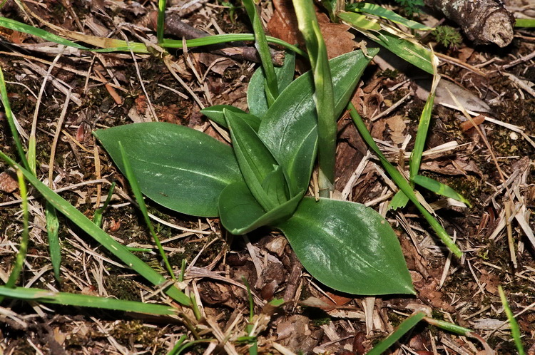 Spiranthes spiralis